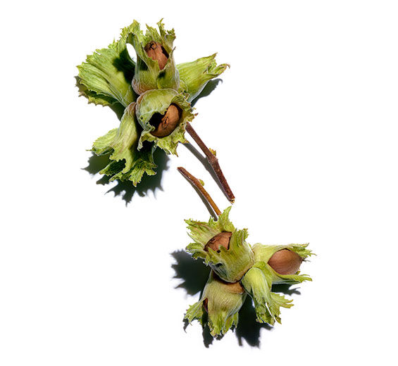 Nocciolo-Olio di nocciola-Corylus avellana (hazel) seed oil