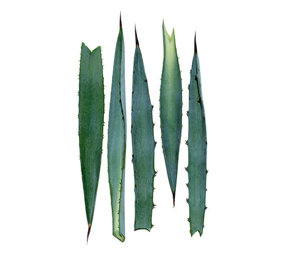 Agave blu-Estratto di agave blu-Agave tequilana leaf extract