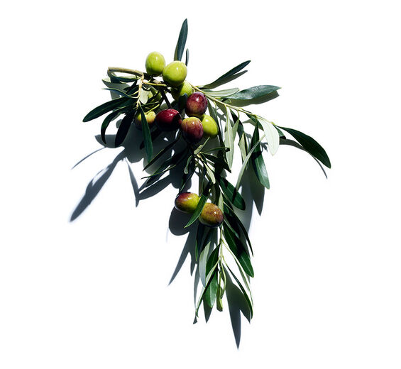 Ulivo-Estratto di oliva-Olea europaea (olive) leaf extract