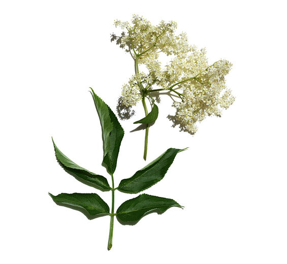 Sambuco-Estratto di sambuco bio-Sambucus nigra flower extract