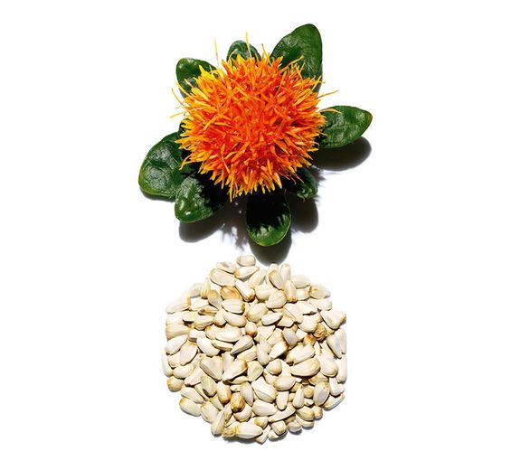 Cartamo-Estratto di cartamo-Carthamus tinctorius (safflower) seedcake extract