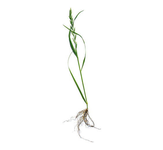 Agropyron-Estratto di agropyron bio-Agropyron repens root extract