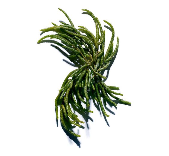 Salicornia-Estratto di salicornia bio-Salicornia herbacea extract