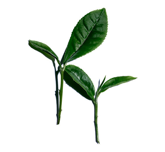 Pianta del tè-Estratto di tè bianco-Camellia sinensis leaf extract