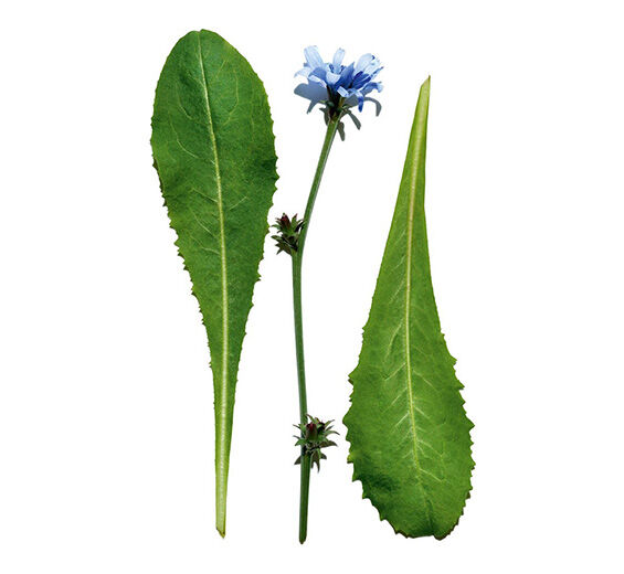 Cicoria-Estratto di cicoria-Cichorium intybus (chicory) leaf extract