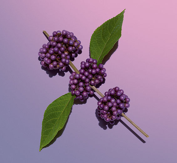 Callicarpa-Estratto di callicarpa-Callicarpa japonica fruit extract