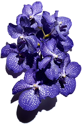 Orchidea Blu ammorbidisce e nutre